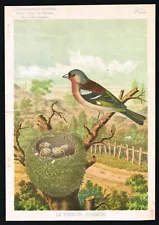 Common Finch Bird, Nest with Eggs, Antique Print - Acclimatation Illustre 1885