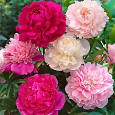 50pcs Mix Chinese Peony Flower Seeds Paeonia Lactiflora Flower Seeds Four Season