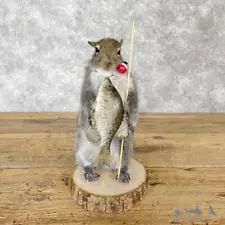 taxidermy squirrel for sale