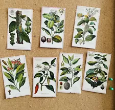 antique plant postcards Cayenne coffee nutmeg cloves pepper pimento cinnamon