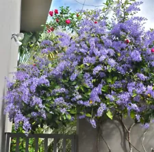 LIVE PLANT 2-3 ft Petrea volubilis - purple wreath - queen's wreath - sandpaper