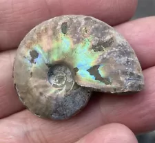 New ListingFOR SALE A LOVELY SMALL RAINBOW COLOUR MADAGASCAR FOSSIL AMMONITE