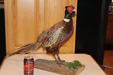 Chinese Ringneck Pheasant Rooster Taxidermy Log Cabin Decor Mount Mancave Bird