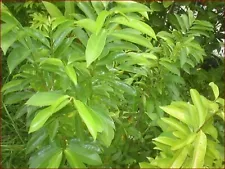 100 Soursop Guanabana Graviola Fresh Organic Tree Leaves For Medicinal Tea!