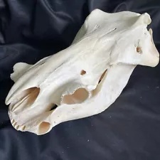 African Warthog Skull w Jaw Bone NO Tusks Real Animal Bones Whitened