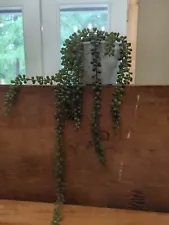 String Of Pearls Faux Plant In Cream Pot