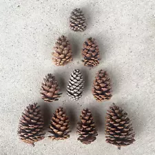 Texas Natural Dried 10 Pine Cones 3-5" Christmas Fall Decor Crafts