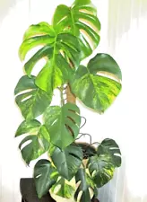 Monstera Aurea Yellow Variegated Ready To Plant 2 Branches Monstera Marmorata