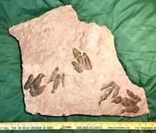 UNIQUE DINOSAUR FOOTPRINT TRACK FOSSIL PLATE ATREIPUS Genuine NJ 200MYO!!!