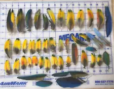 45 Macaw Parrot Feathers =DAMAGED= Molted Iridescent Green Blue Yellow Colors