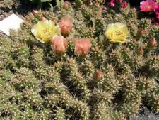 Opuntia fragilis LZ 343,frost-resistant cactus, /price per segment/