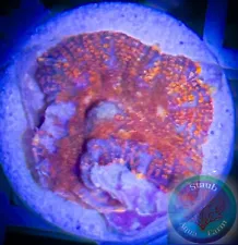 SAF~”WYSIWYG” Superman Rhodactis Mushroom Coral, Shroom, Bounce