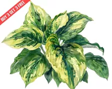 sun hostas for sale