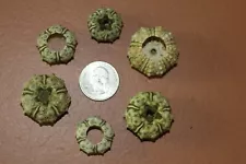 Tiny Sea Urchins Most are 3/4 inch, Size range is 1/4 to 1 inch, # 53-321