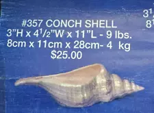 VINTAGE MIKE'S CERAMIC MOLD #357 CONCH SHELL