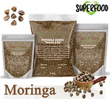 Moringa Oleifera Seeds WINGLESS Fresh Organic Semillas de Moringa Bulk Wholesale