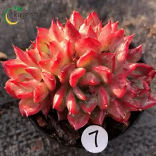 4-5cm Red Succulent potted Live plants Garden decoration Plants