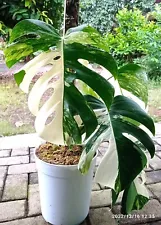 monstera albo wet stick for sale