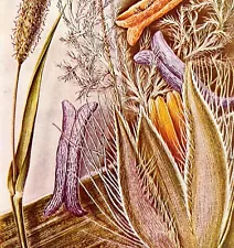 Meadow Fox Tail Magnified 1940s Color Plate Print Beautiful Plants Life DWT12A