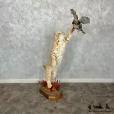 #29356 P | Bobcat Life-Size Taxidermy Mount For Sale