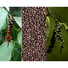 Piper Nigrum Heirloom Ceylon BLACK PEPPER Vine Medicinal 100+ Seeds Peppercorn