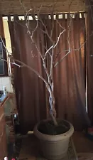 Dried Braided Ficus Trees ~ 7.5’ Each / Pots & Decor Not Included P/U Only NJ