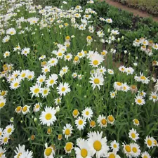 shasta daisy seeds for sale