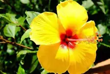 100 Yellow Hibiscus Seeds Hibiscus Rosa-sinensis Garden Flowers Seed