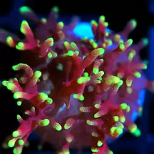 CORALS OF EDEN ~ Neon Dreams Frilly Hairy Mushroom Frag ~ Live Coral for Sale