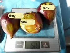 World LARGEST Fig ( Ficus Carica ) Fruits ,Giant Figs 2 cuttings