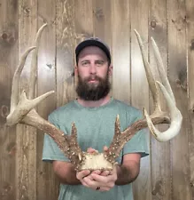 Dark Perfect 154” Whitetail Skull Cap 12pt Antler Horn Deer Mount Taxidermy Rack