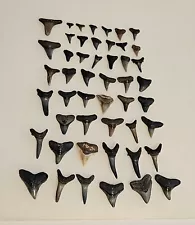 Lot Of 49 Assorted Shark Teeth From Florida Beaches