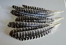 Turkey Wing Feathers