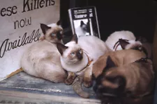 1950s Red Border Kodachrome Slide Siamese Kittens for Sale at Store Sign