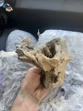 New Listingdinosaur fossil skull real