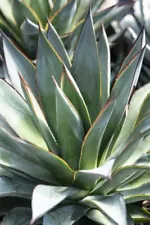 Agave Blue Glow, Starter Plant