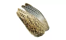 Pair of Hen Pheasant Wings for fly tying - NEW