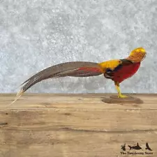 #27172 WC | Red Golden Pheasant Taxidermy Bird Mount For Sale