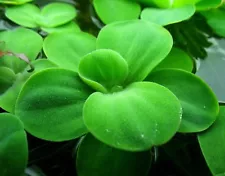 5+ Dwarf Water Lettuce -super easy Aquarium / Pond plant(15+leaves) BUY2GET1FREE