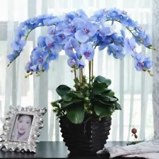 1 Pack 100 Phalaenopsis Seeds Moth Orchid Seed Garden Flower S076