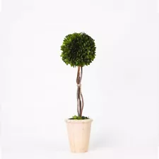 New ListingFarmhouse Preserved Boxwood Ball Topiary in Beige Clay Pot-22" x 6"-Nice-SALE