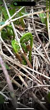 Fresh Fiddleheads for sale