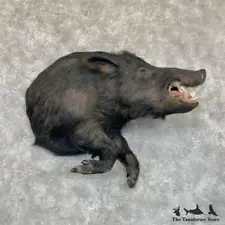 #29155 E | Wild Boar 1/2 Life-Size Taxidermy Mount For Sale