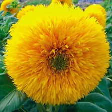 Sunflower Seeds Low Terry Annual Plant seeds from Ukraine 1 g