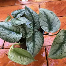 Satin Pothos Scindapsus Pictus Exotica Silver Vine