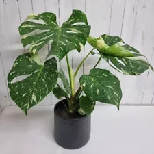 Monstera Thai Rare Variegated Constellation Live Rooted Starter Plant 5+ Cutting