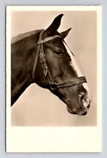 RPPC Portrait of Horse Racing? Bitless Bridle Real Photo Postcard