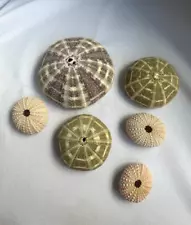 Sea Urchin | 6p Imperfect Assortment of Sea Urchin Shells