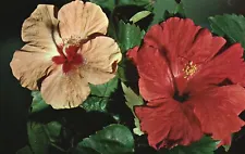 Vintage Postcard Florida Hibiscus Scarlet Rosemallow Perennial Flower Florida FL