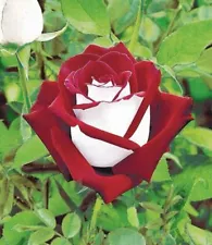 100 Osiria Red White Seeds China Rare Rose Seed Garden Flower